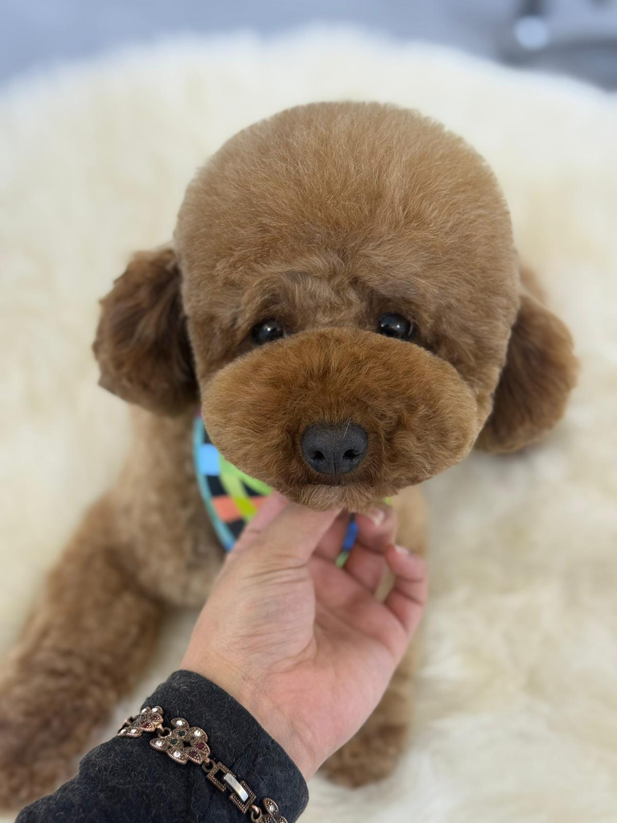 Kahverengi Poodle köpeğinin yuvarlak yüz tıraşı