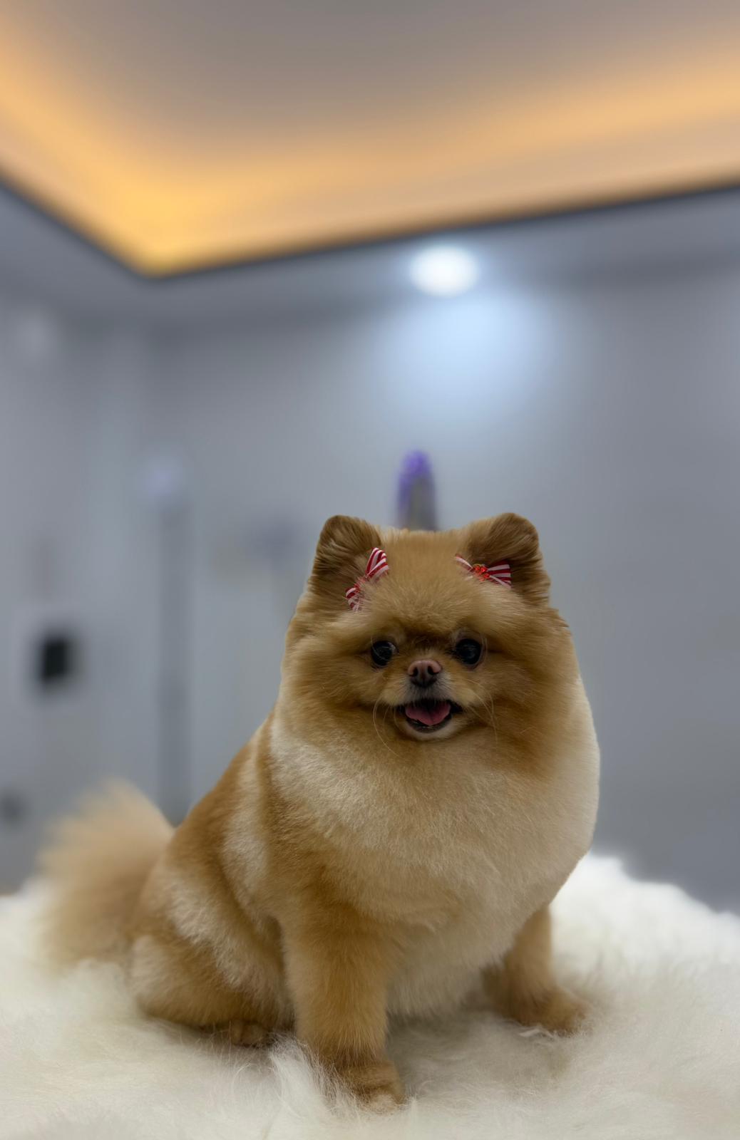 Fiyonklu Pomeranian köpeğinin profesyonel tıraş sonrası görünümü