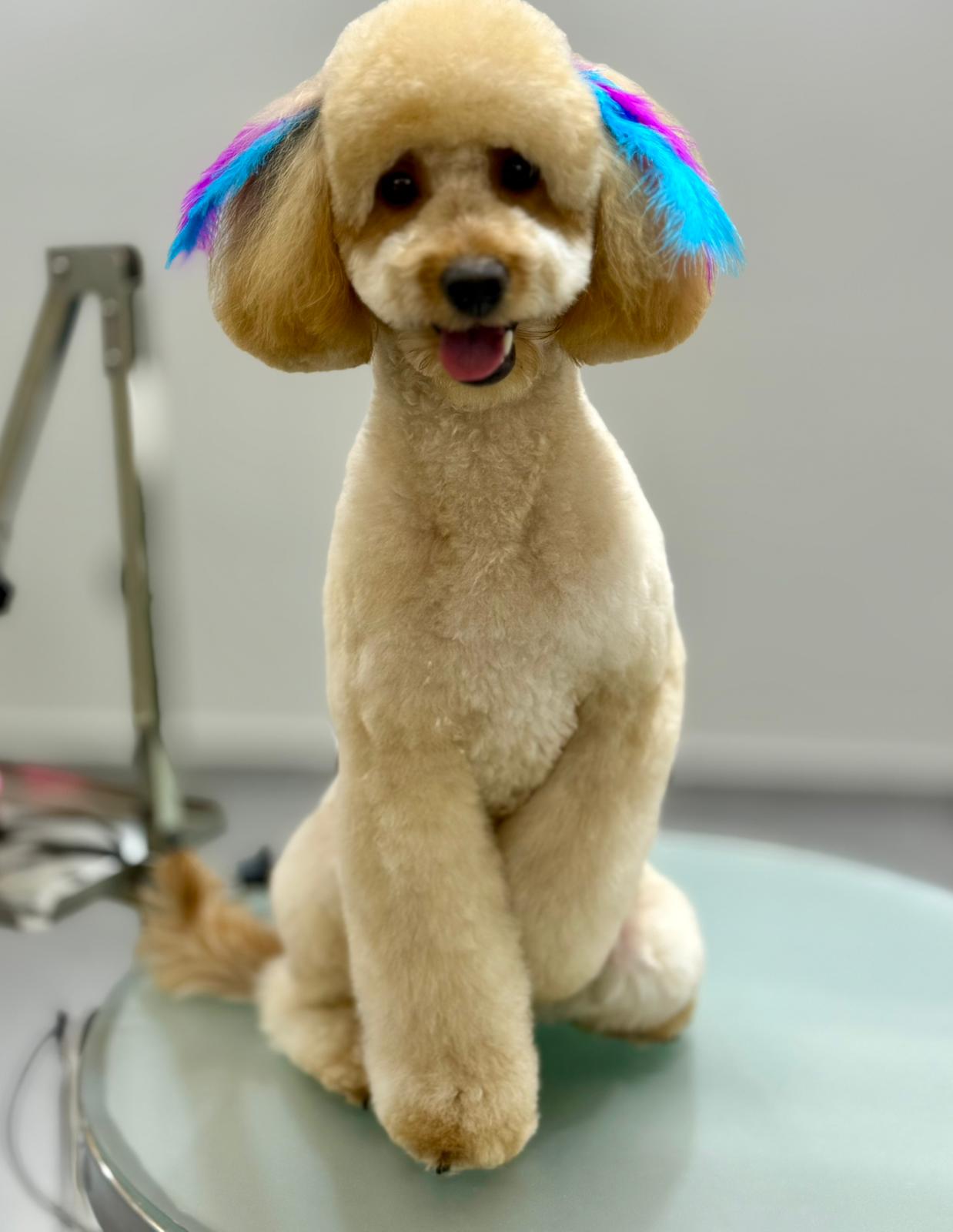 Renkli kulak detaylı Poodle köpeğinin stil tıraşı