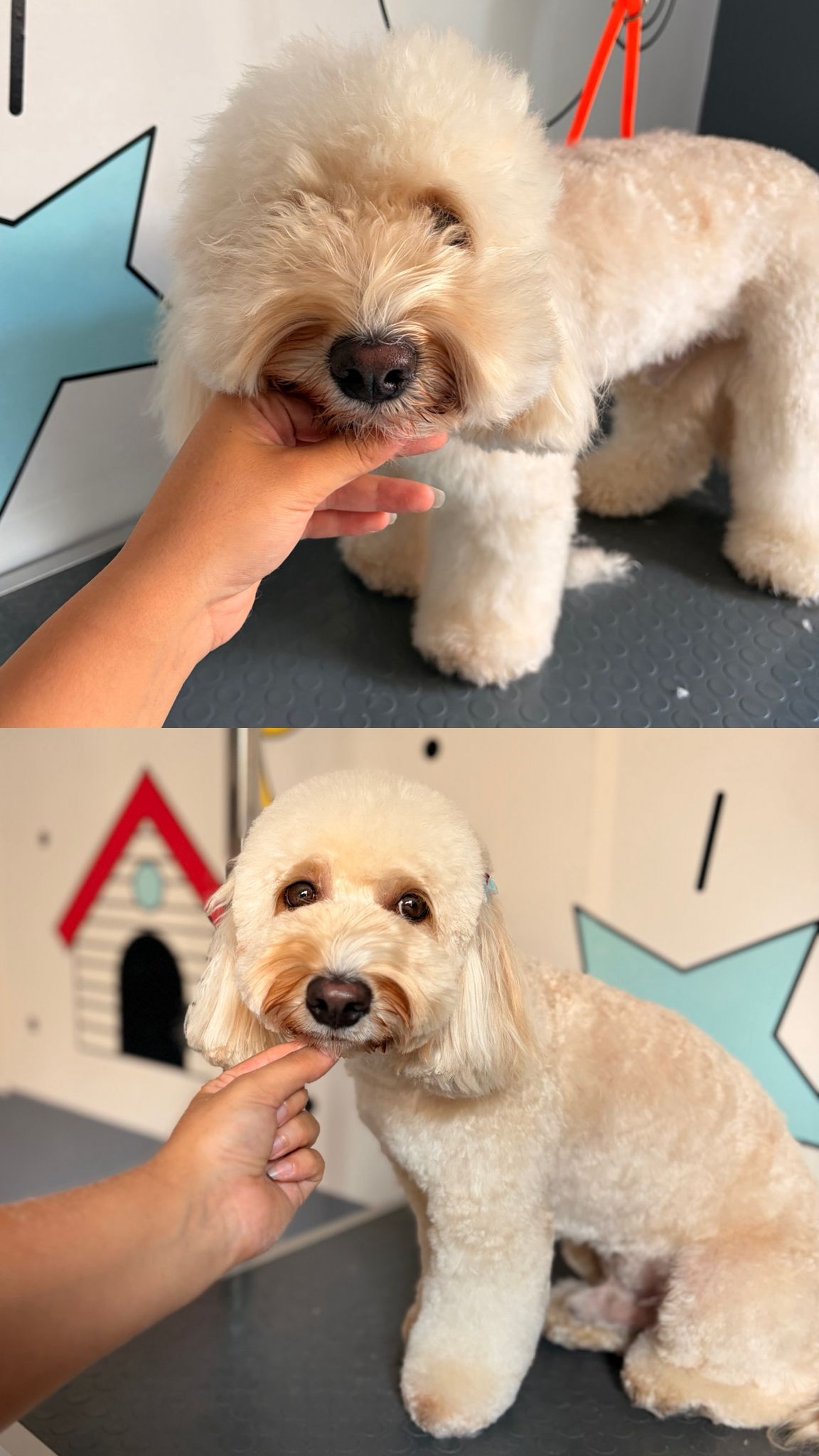 Köpek tıraşı öncesi ve sonrası bakım sonucu 5